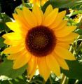 Sonnenblume.jpg