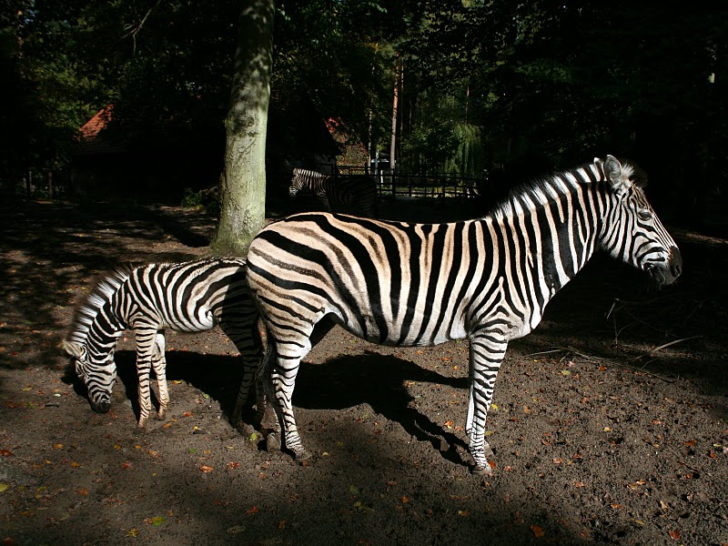 Datei:20091009 Zebra.jpg