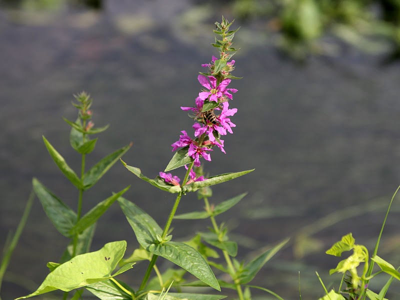 Datei:20090818 Blutweiderich.jpg