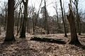20100331-Blumenthaler-Wald.jpg